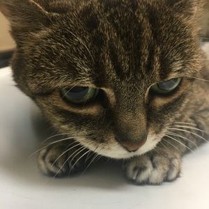 Meet your Posher, Nikki